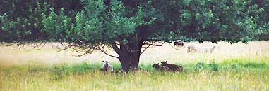 F&aring;r i Strandparken